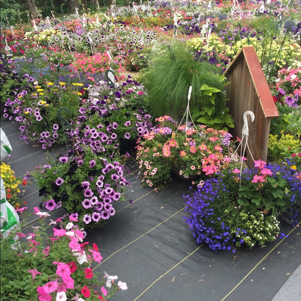 Meet your Posher, Allyson